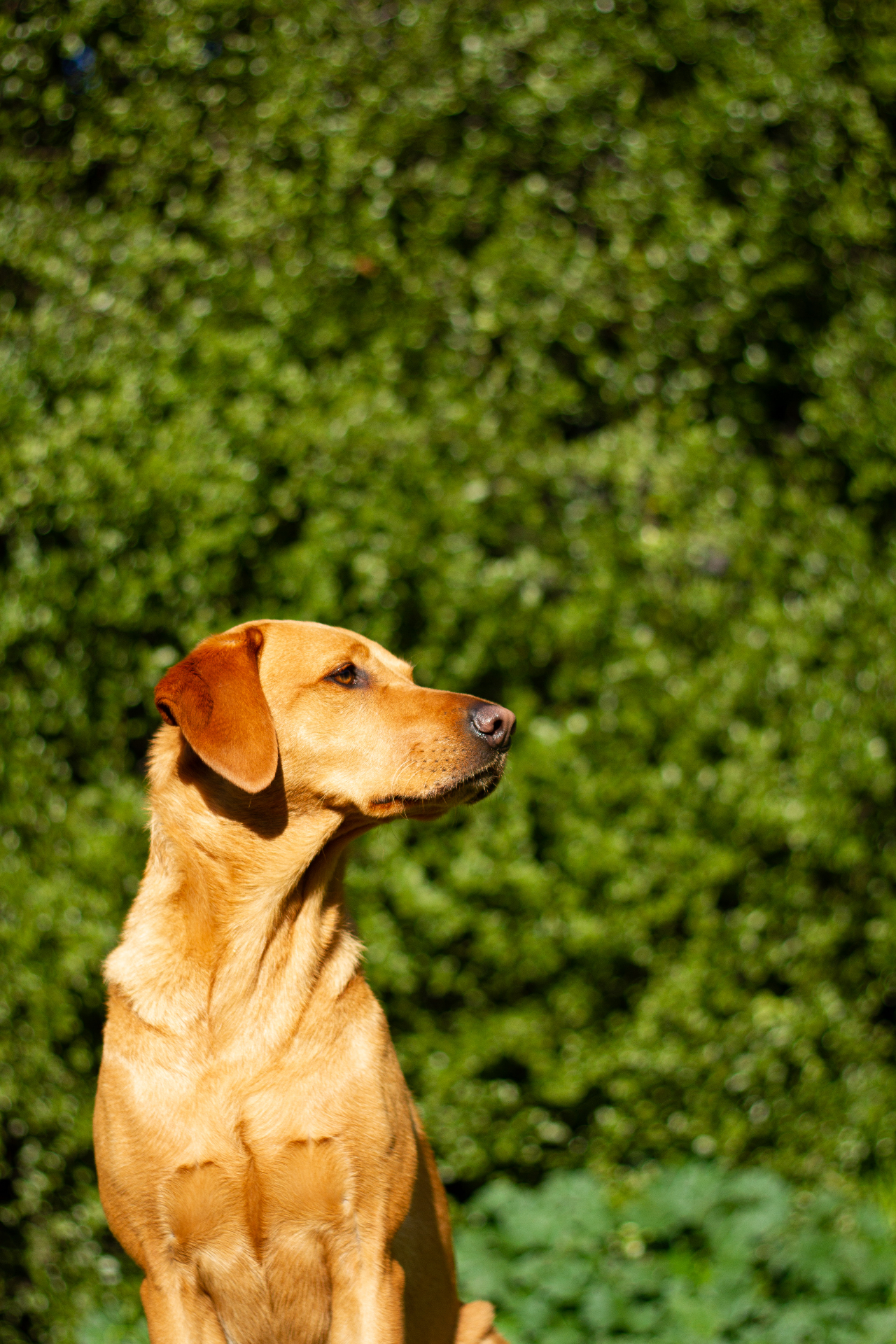A focused fox-red Labrador truffle detection dog