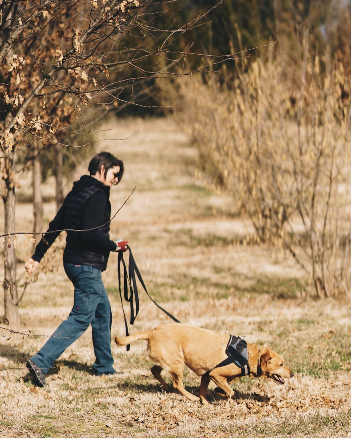 Handler working a truffle detection dog through an orchard